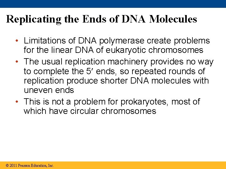 Replicating the Ends of DNA Molecules • Limitations of DNA polymerase create problems for