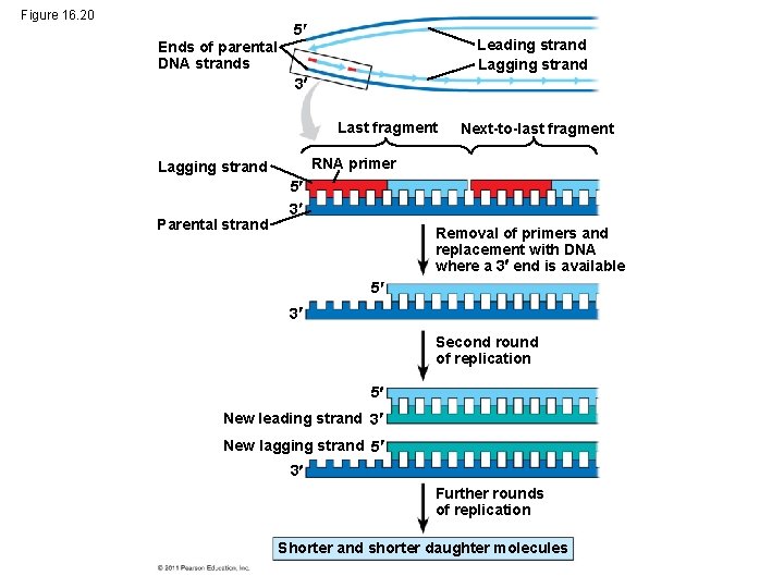 Figure 16. 20 5 Leading strand Lagging strand Ends of parental DNA strands 3