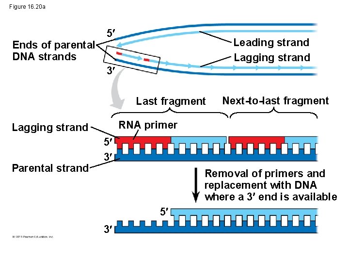 Figure 16. 20 a Ends of parental DNA strands 5 Leading strand Lagging strand