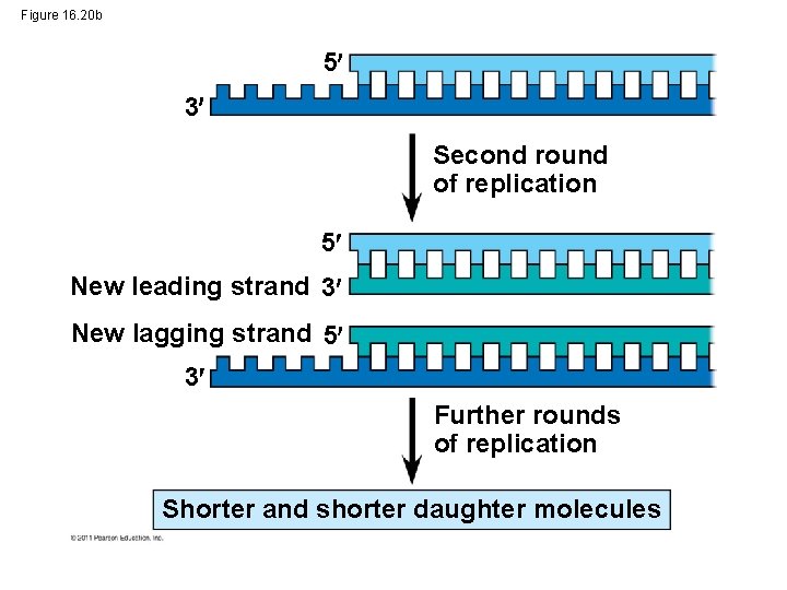 Figure 16. 20 b 5 3 Second round of replication 5 New leading strand