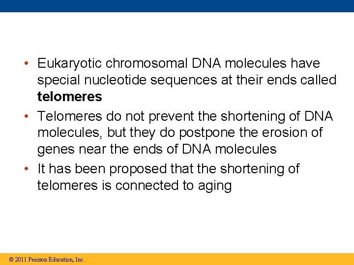  • Eukaryotic chromosomal DNA molecules have special nucleotide sequences at their ends called