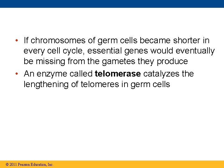  • If chromosomes of germ cells became shorter in every cell cycle, essential