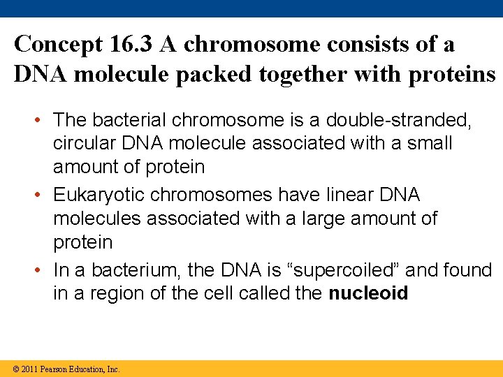 Concept 16. 3 A chromosome consists of a DNA molecule packed together with proteins