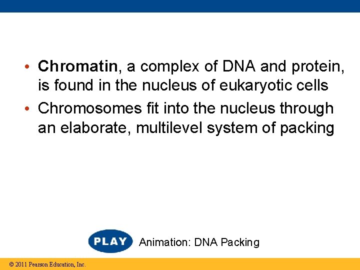  • Chromatin, a complex of DNA and protein, is found in the nucleus