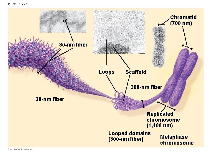 Figure 16. 22 b Chromatid (700 nm) 30 -nm fiber Loops Scaffold 300 -nm