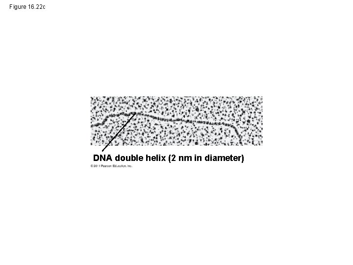 Figure 16. 22 c DNA double helix (2 nm in diameter) 