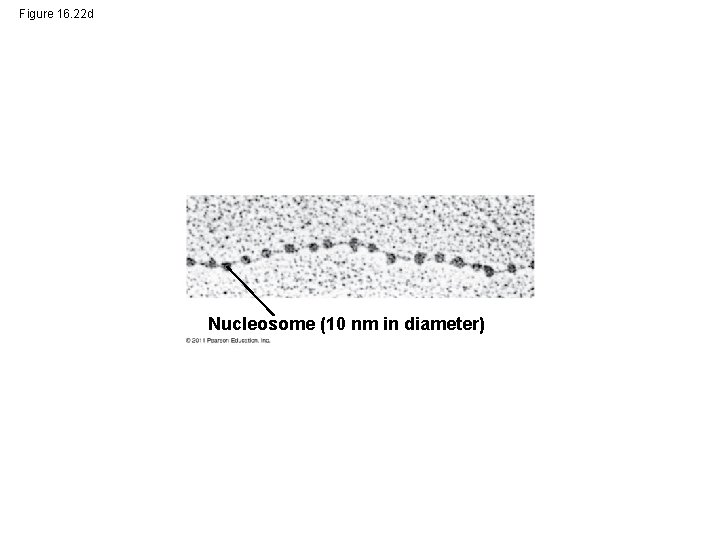 Figure 16. 22 d Nucleosome (10 nm in diameter) 