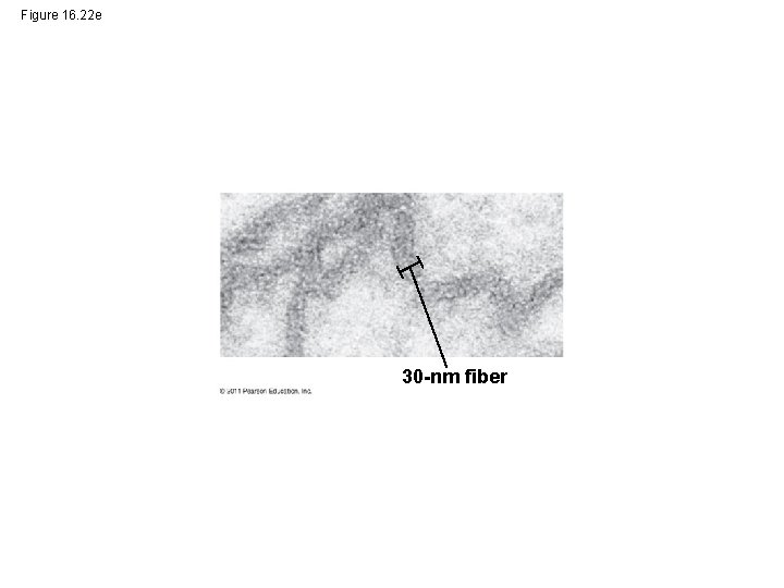 Figure 16. 22 e 30 -nm fiber 