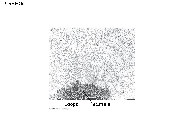 Figure 16. 22 f Loops Scaffold 