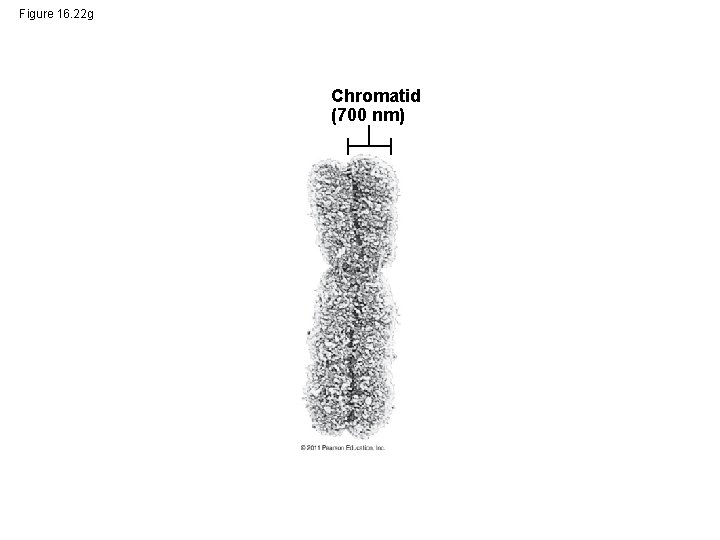 Figure 16. 22 g Chromatid (700 nm) 