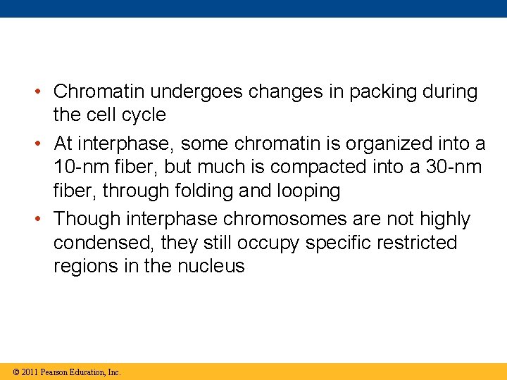  • Chromatin undergoes changes in packing during the cell cycle • At interphase,