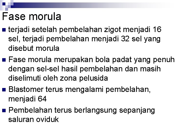 Fase morula terjadi setelah pembelahan zigot menjadi 16 sel, terjadi pembelahan menjadi 32 sel