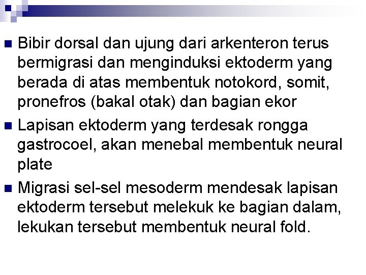 Bibir dorsal dan ujung dari arkenteron terus bermigrasi dan menginduksi ektoderm yang berada di