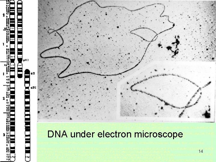 DNA under electron microscope 14 DNA under electron microscope 14