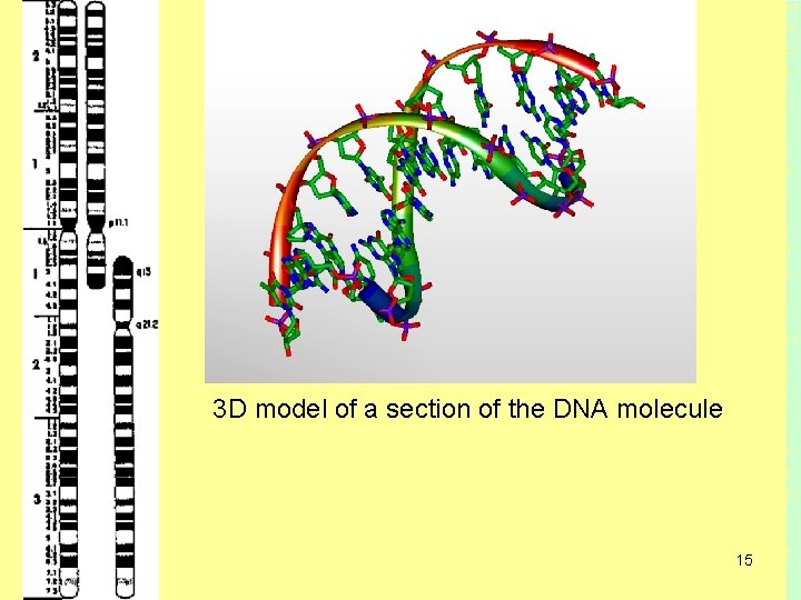 3 D model of a section of the DNA molecule 15 3 D model of a section of the DNA molecule 15