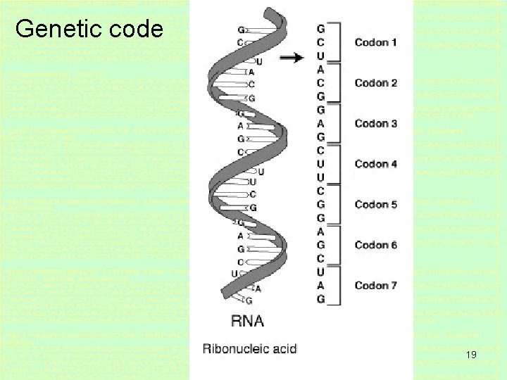 Genetic code 19 