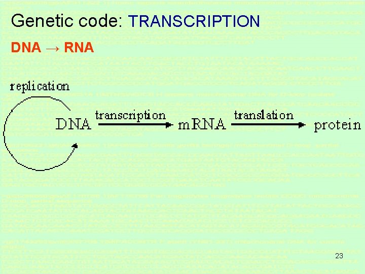 Genetic code: TRANSCRIPTION DNA → RNA 23 Genetic code: TRANSCRIPTION DNA → RNA 23