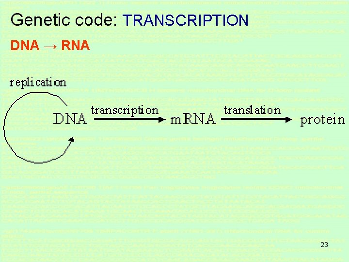 Genetic code: TRANSCRIPTION DNA → RNA 23 