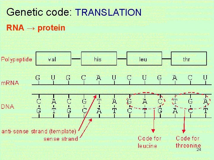 Genetic code: TRANSLATION RNA → protein 24 Genetic code: TRANSLATION RNA → protein 24