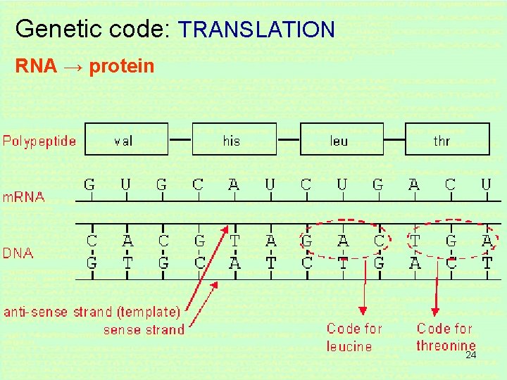 Genetic code: TRANSLATION RNA → protein 24 