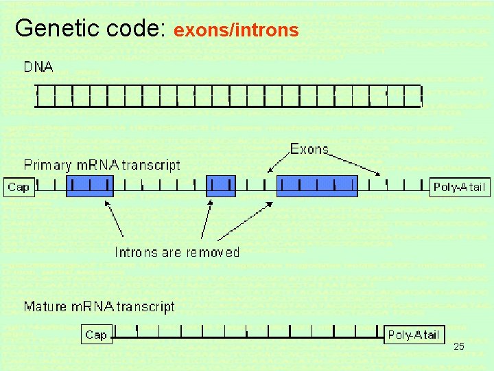 Genetic code: exons/introns 25 Genetic code: exons/introns 25