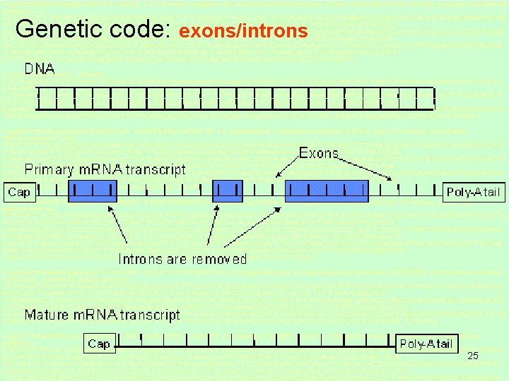 Genetic code: exons/introns 25 