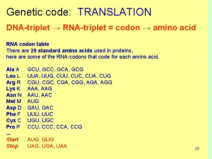 Genetic code: TRANSLATION DNA-triplet → RNA-triplet = codon → amino acid RNA codon table