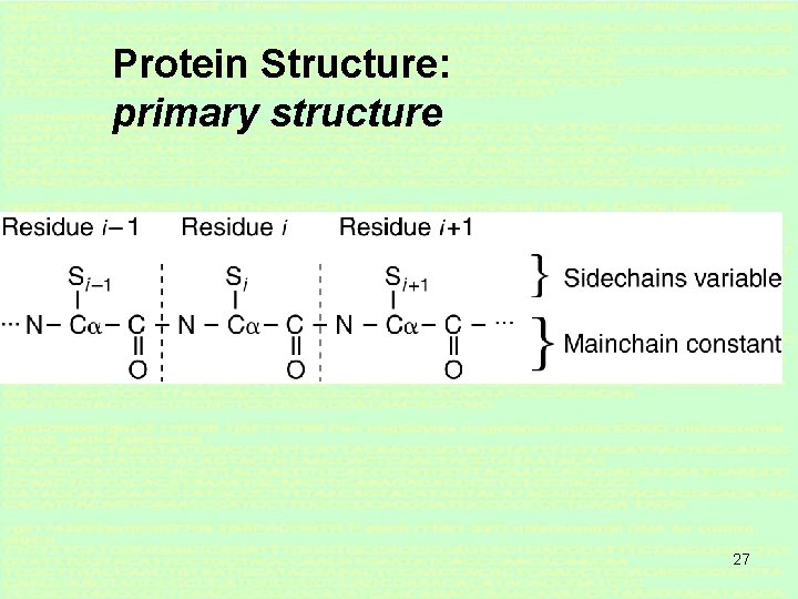 Protein Structure: primary structure 27 