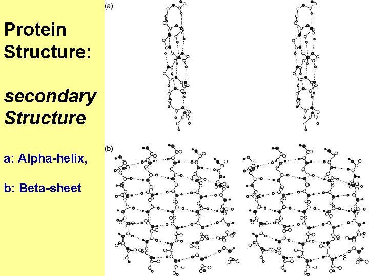 Protein Structure: secondary Structure a: Alpha-helix, b: Beta-sheet 28 