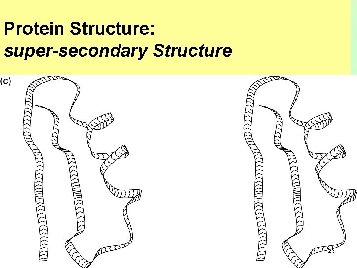 Protein Structure: super-secondary Structure 29 