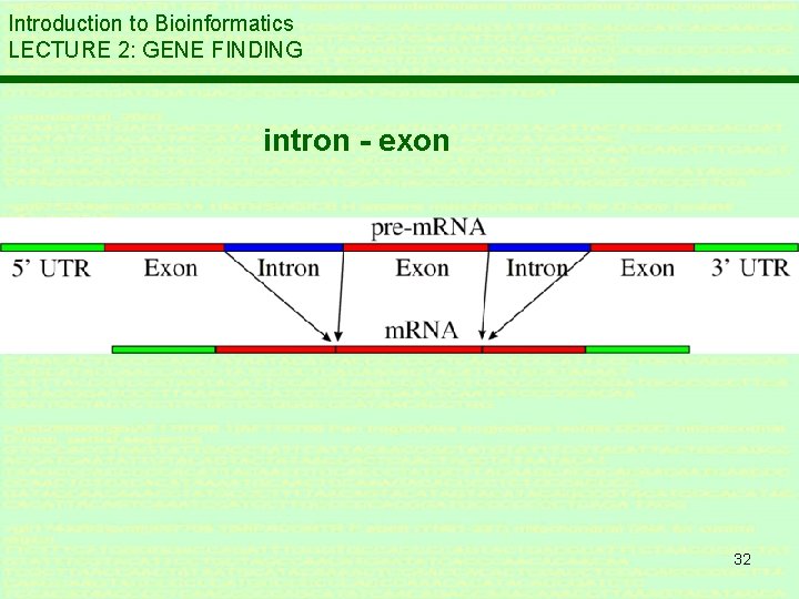 Introduction to Bioinformatics LECTURE 2: GENE FINDING intron - exon 32 Introduction to Bioinformatics LECTURE 2: GENE FINDING intron - exon 32