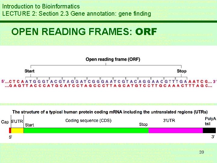 Introduction to Bioinformatics LECTURE 2: Section 2. 3 Gene annotation: gene finding OPEN READING