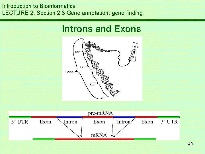 Introduction to Bioinformatics LECTURE 2: Section 2. 3 Gene annotation: gene finding Introns and