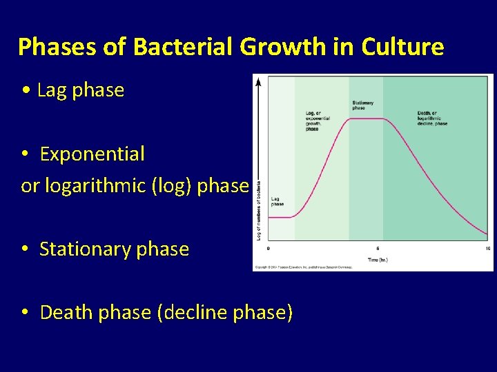 Phases of Bacterial Growth in Culture • Lag phase • Exponential or logarithmic (log)