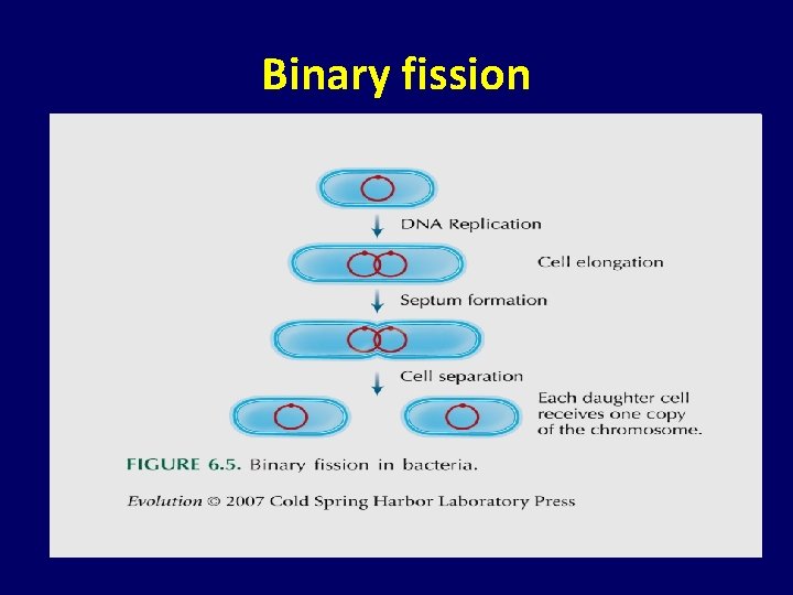 Binary fission 