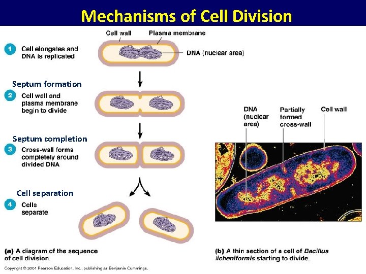 Mechanisms of Cell Division Septum formation Septum completion Cell separation 