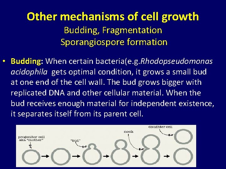 Other mechanisms of cell growth Budding, Fragmentation Sporangiospore formation • Budding: When certain bacteria(e.