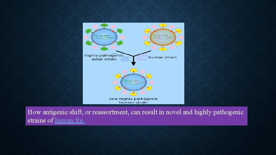 How antigenic shift, or reassortment, can result in novel and highly pathogenic strains of