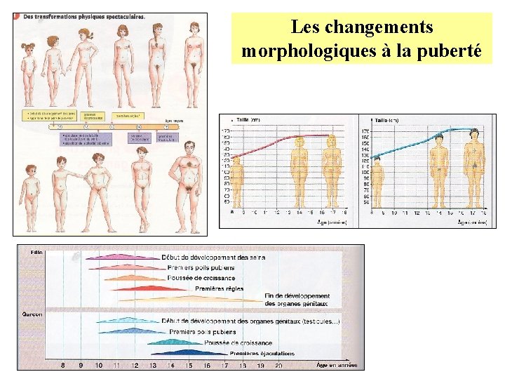 Les changements morphologiques à la puberté 
