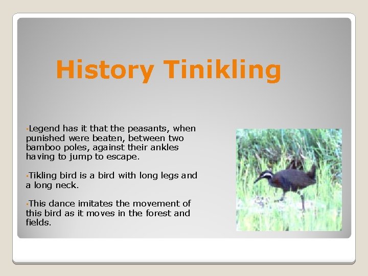 History Tinikling • Legend has it that the peasants, when punished were beaten, between