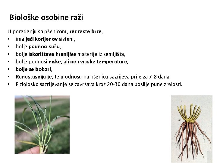 Biološke osobine raži U poređenju sa pšenicom, raž raste brže, • ima jači korijenov
