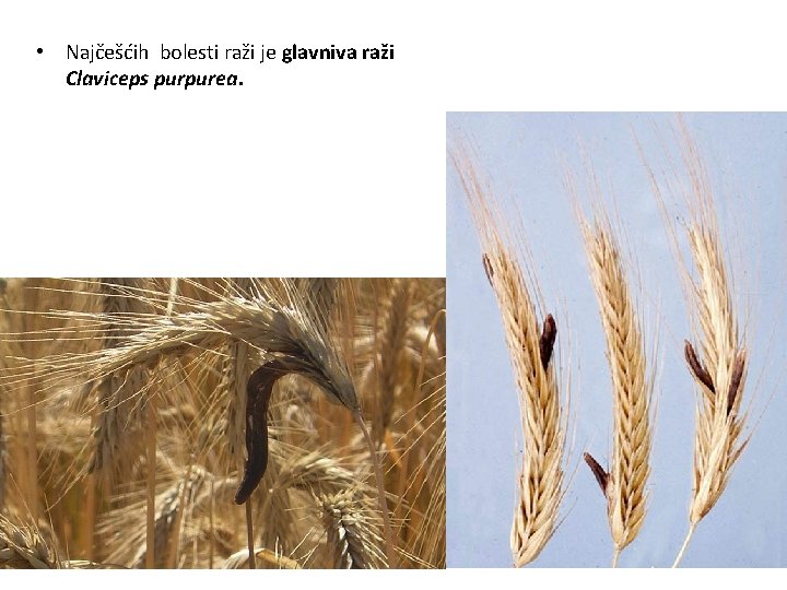  • Najčešćih bolesti raži je glavniva raži Claviceps purpurea. 