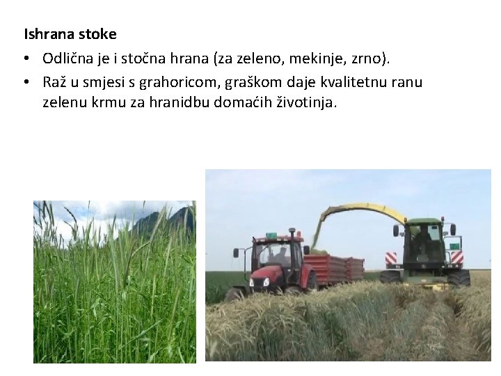 Ishrana stoke • Odlična je i stočna hrana (za zeleno, mekinje, zrno). • Raž