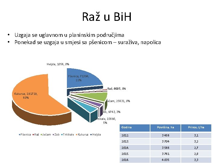 Raž u Bi. H • Uzgaja se uglavnom u planinskim područjima • Ponekad se