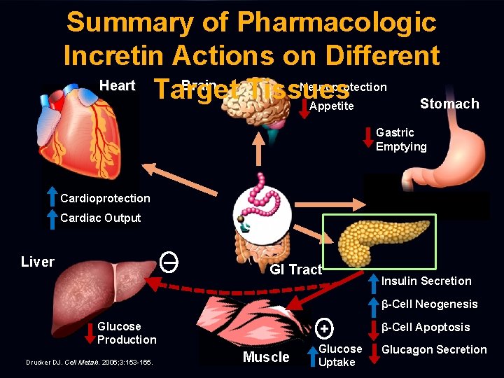 Summary of Pharmacologic Incretin Actions on Different Heart Brain Target Tissues Stomach Neuroprotection Appetite