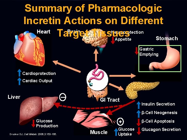 Summary of Pharmacologic Incretin Actions on Different Heart Brain Target Tissues Stomach Neuroprotection Appetite