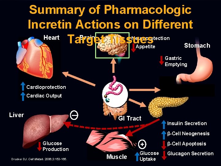 Summary of Pharmacologic Incretin Actions on Different Heart Brain Target Tissues Stomach Neuroprotection Appetite
