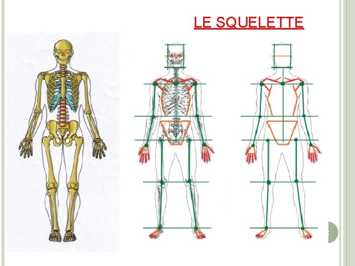 LE SQUELETTE 2 