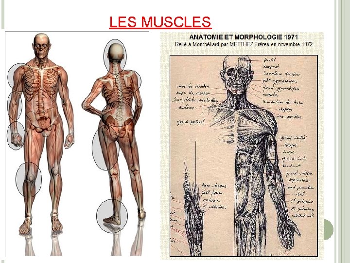 LES MUSCLES 3 