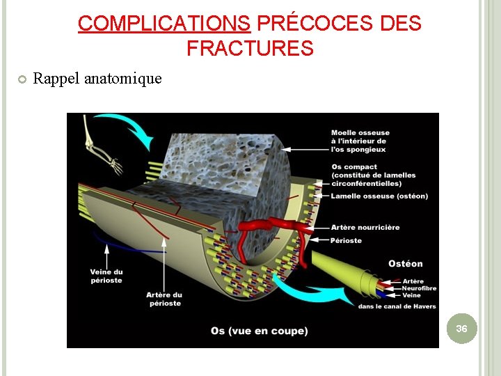 COMPLICATIONS PRÉCOCES DES FRACTURES Rappel anatomique 36 